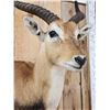 Image 5 : Extra Nice African Lechwe Half Body Taxidermy Mount