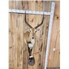 Image 6 : Extra Nice African Lechwe Half Body Taxidermy Mount