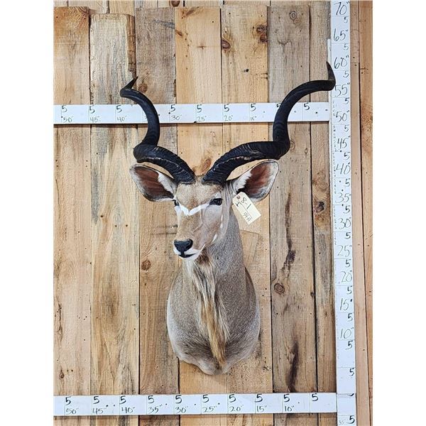 African Kudu Shoulder Mount Taxidermy