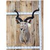 Image 1 : African Kudu Shoulder Mount Taxidermy