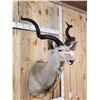 Image 2 : African Kudu Shoulder Mount Taxidermy
