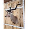 Image 3 : African Kudu Shoulder Mount Taxidermy