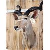 Image 4 : African Kudu Shoulder Mount Taxidermy
