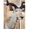 Image 5 : African Kudu Shoulder Mount Taxidermy