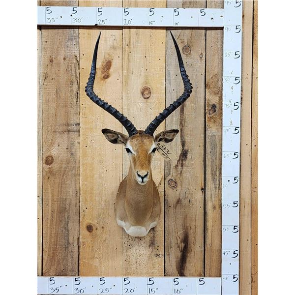 Nice African Impala Shoulder Mount Taxidermy