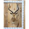 Image 1 : Nice African Impala Shoulder Mount Taxidermy
