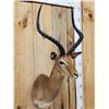 Image 2 : Nice African Impala Shoulder Mount Taxidermy
