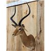 Image 3 : Nice African Impala Shoulder Mount Taxidermy