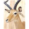Image 4 : Nice African Impala Shoulder Mount Taxidermy