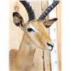 Image 5 : Nice African Impala Shoulder Mount Taxidermy