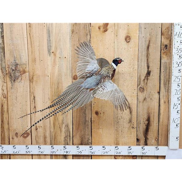 Ringneck Pheasant In Flight