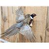 Image 2 : Ringneck Pheasant In Flight