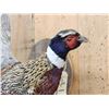 Image 3 : Ringneck Pheasant In Flight