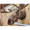 Image 10 : Monster 67" Wide Alaskan Moose Shoulder Mount Taxidermy