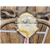 Image 11 : Monster 67" Wide Alaskan Moose Shoulder Mount Taxidermy