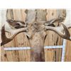 Image 12 : Monster 67" Wide Alaskan Moose Shoulder Mount Taxidermy