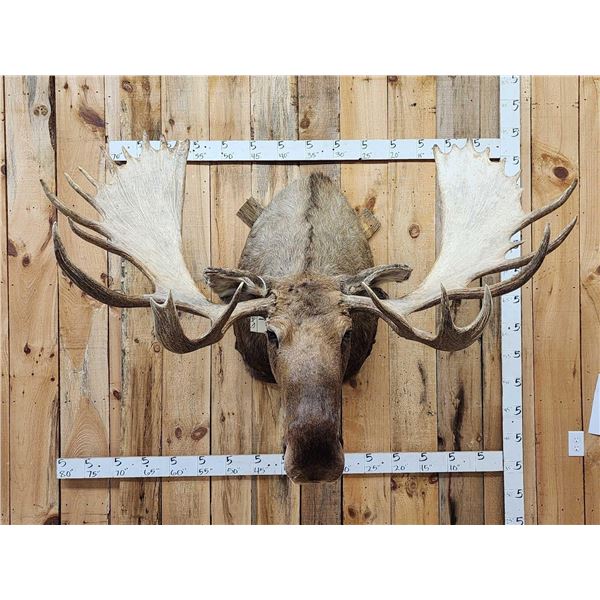 Monster 67" Wide Alaskan Moose Shoulder Mount Taxidermy