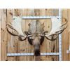 Image 1 : Monster 67" Wide Alaskan Moose Shoulder Mount Taxidermy