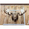 Image 2 : Monster 67" Wide Alaskan Moose Shoulder Mount Taxidermy