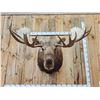 Image 3 : Monster 67" Wide Alaskan Moose Shoulder Mount Taxidermy