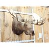 Image 4 : Monster 67" Wide Alaskan Moose Shoulder Mount Taxidermy
