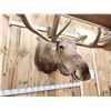Image 5 : Monster 67" Wide Alaskan Moose Shoulder Mount Taxidermy