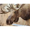 Image 6 : Monster 67" Wide Alaskan Moose Shoulder Mount Taxidermy
