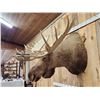 Image 7 : Monster 67" Wide Alaskan Moose Shoulder Mount Taxidermy