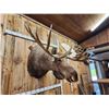 Image 8 : Monster 67" Wide Alaskan Moose Shoulder Mount Taxidermy