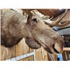 Image 9 : Monster 67" Wide Alaskan Moose Shoulder Mount Taxidermy