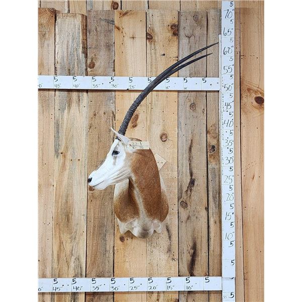 Extra Nice Scimitar Horned Oryx Shoulder Mount Taxidermy