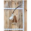 Image 1 : Extra Nice Scimitar Horned Oryx Shoulder Mount Taxidermy