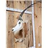 Image 2 : Extra Nice Scimitar Horned Oryx Shoulder Mount Taxidermy