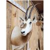 Image 3 : Extra Nice Scimitar Horned Oryx Shoulder Mount Taxidermy