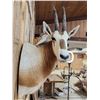 Image 4 : Extra Nice Scimitar Horned Oryx Shoulder Mount Taxidermy