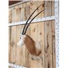 Image 5 : Extra Nice Scimitar Horned Oryx Shoulder Mount Taxidermy