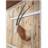 Image 6 : Extra Nice Scimitar Horned Oryx Shoulder Mount Taxidermy
