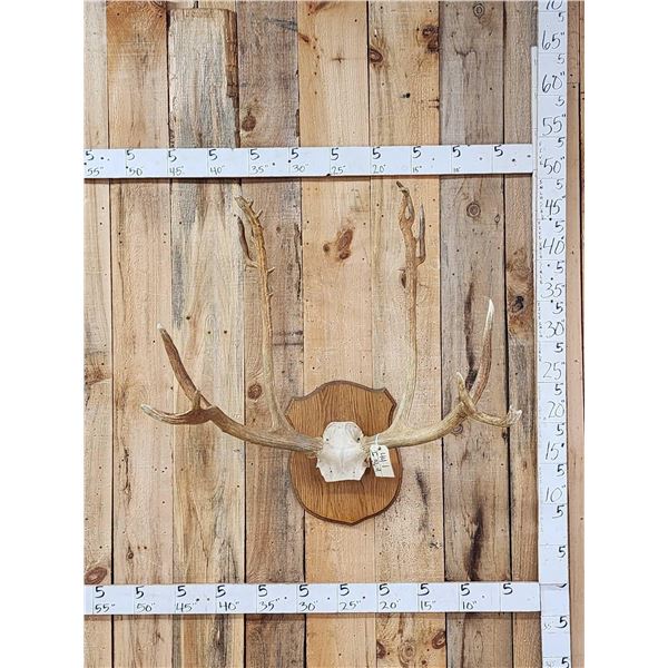 Super Rare Pere David's Deer Antlers On Skull Plate