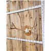 Image 3 : Super Rare Pere David's Deer Antlers On Skull Plate