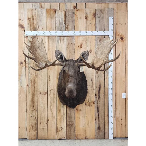 59" Wide Alaskan Moose Shoulder Mount Taxidermy