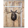 Image 1 : 59" Wide Alaskan Moose Shoulder Mount Taxidermy