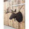 Image 2 : 59" Wide Alaskan Moose Shoulder Mount Taxidermy