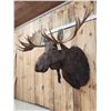 Image 3 : 59" Wide Alaskan Moose Shoulder Mount Taxidermy