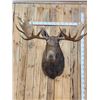 Image 4 : 59" Wide Alaskan Moose Shoulder Mount Taxidermy