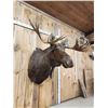 Image 5 : 59" Wide Alaskan Moose Shoulder Mount Taxidermy