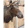 Image 6 : 59" Wide Alaskan Moose Shoulder Mount Taxidermy