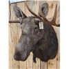 Image 7 : 59" Wide Alaskan Moose Shoulder Mount Taxidermy