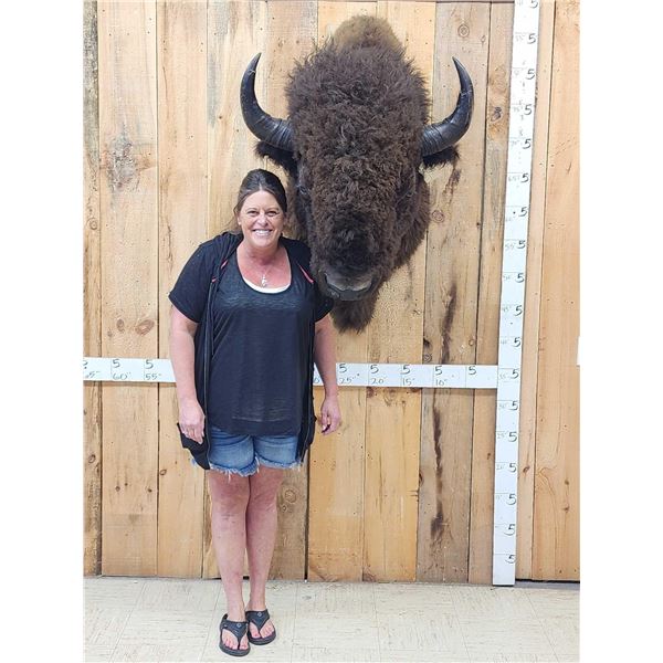 Big American Bison Buffalo Shoulder Mount Taxidermy
