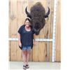 Image 1 : Big American Bison Buffalo Shoulder Mount Taxidermy