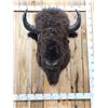 Image 2 : Big American Bison Buffalo Shoulder Mount Taxidermy